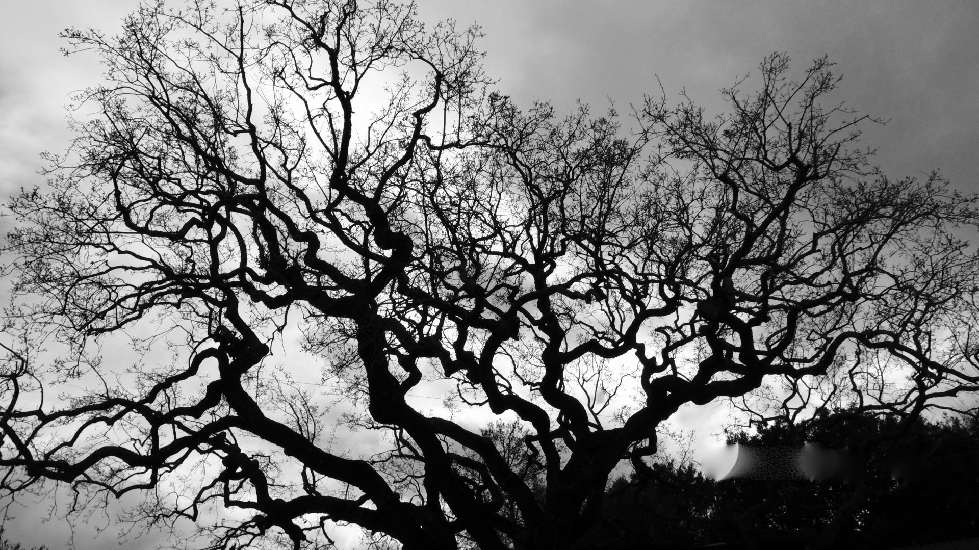 Sharon Haste - Ancient Ranch Oak.jpg